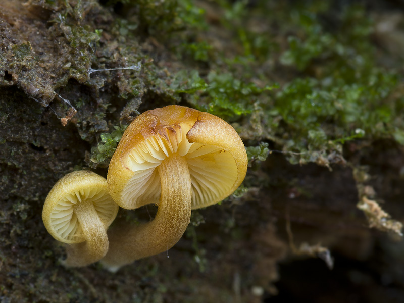 Gymnopilus bellulus